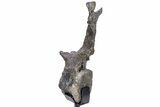 Rare, Stegosaurus Caudal Vertebra w/ Prong Morphology - Wyoming #232733-3